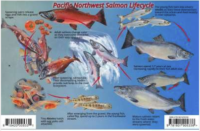 PNW Salmon Lifecycle