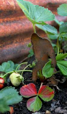 Bigfoot Walking Plant Spike
