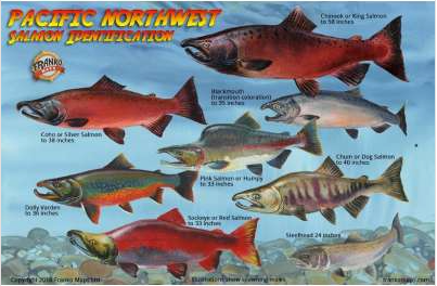 PNW Salmon Lifecycle