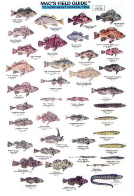 NW Coastal Fish Field Guide