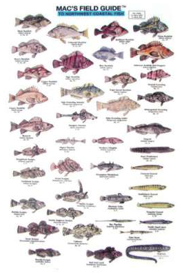 Paradise Cay Publications NW Coastal Fish Field Guide, a handy field guide for fishing trips, beach walks, cabin shelves and curious minds of all ages